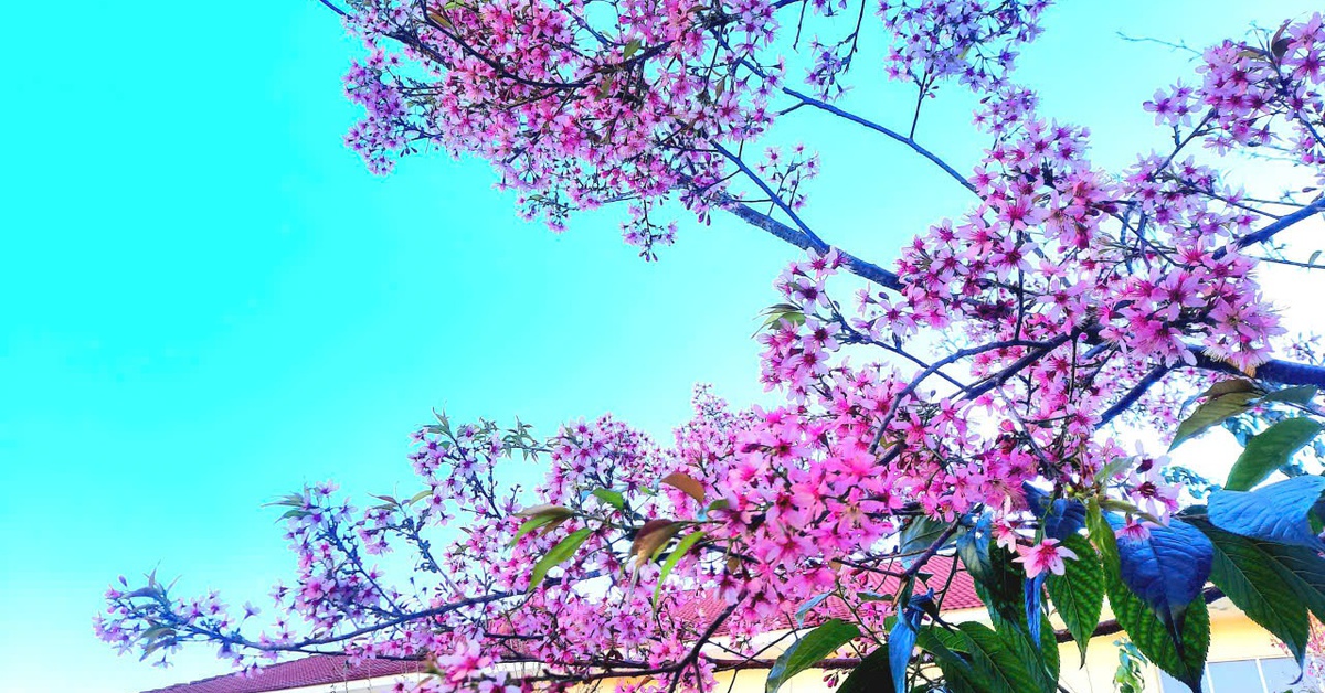 News image from Tuổi Trẻ