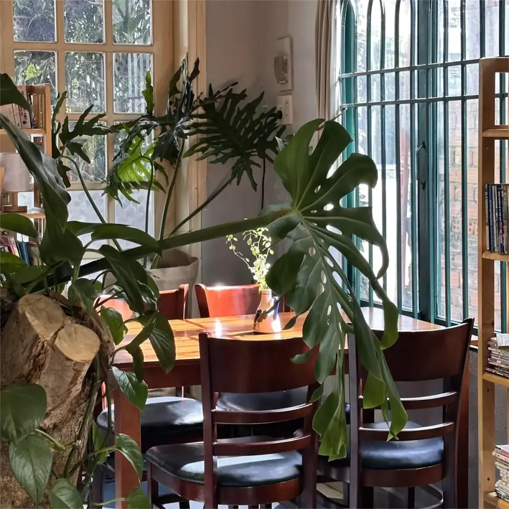 Une table de travail ensoleillée entourée de plantes au Daily Log Coffee
