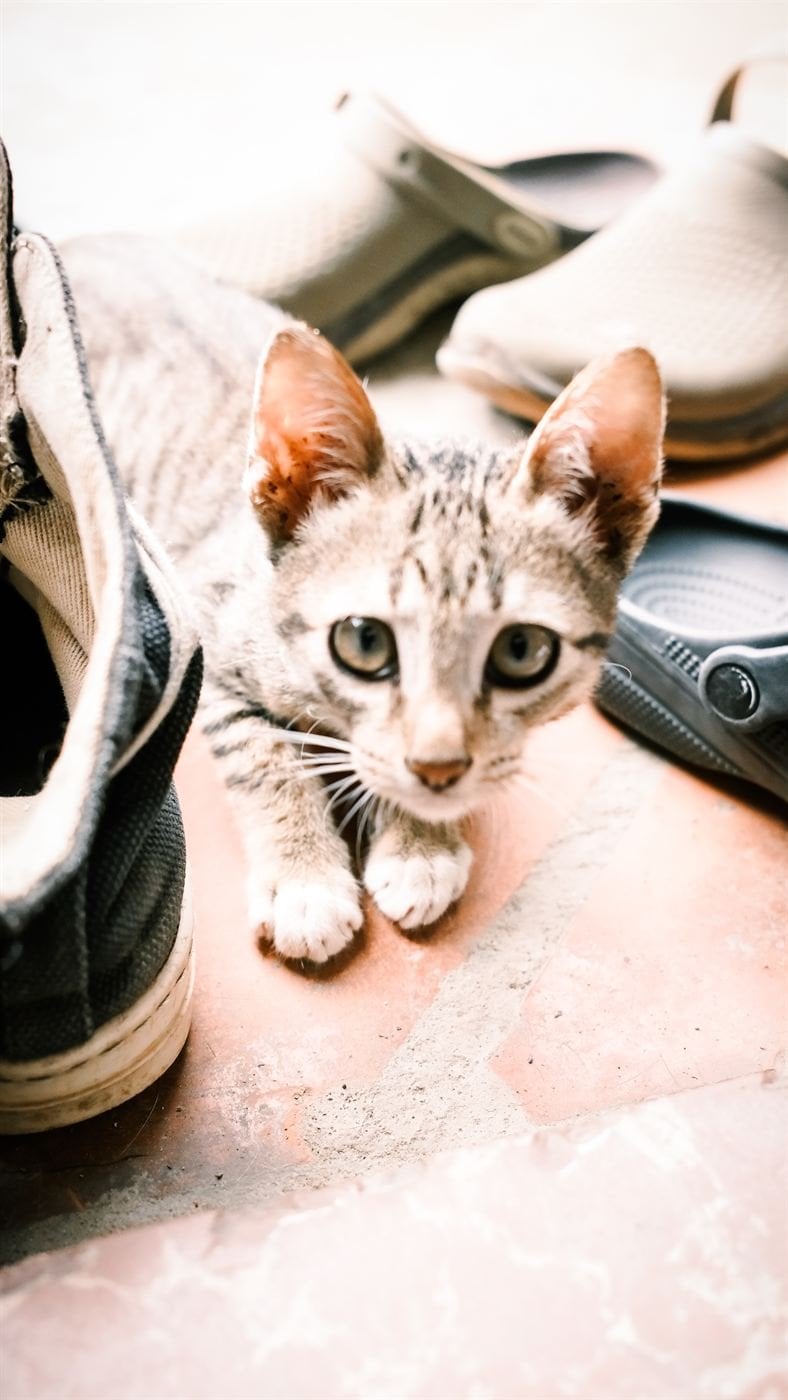 Curious kitten – Socialhouse Dalat