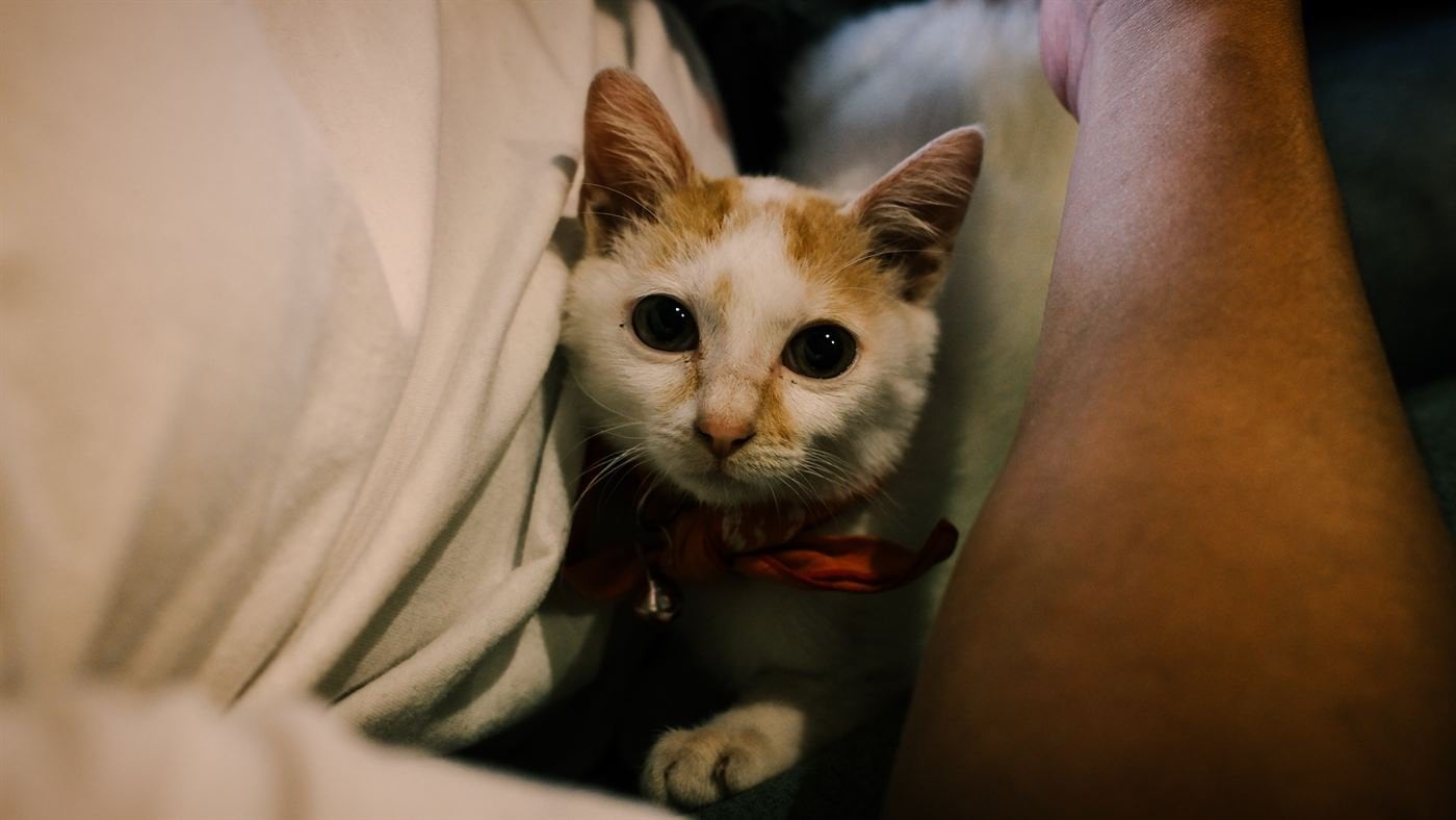 Kitten in a lap – Socialhouse Dalat