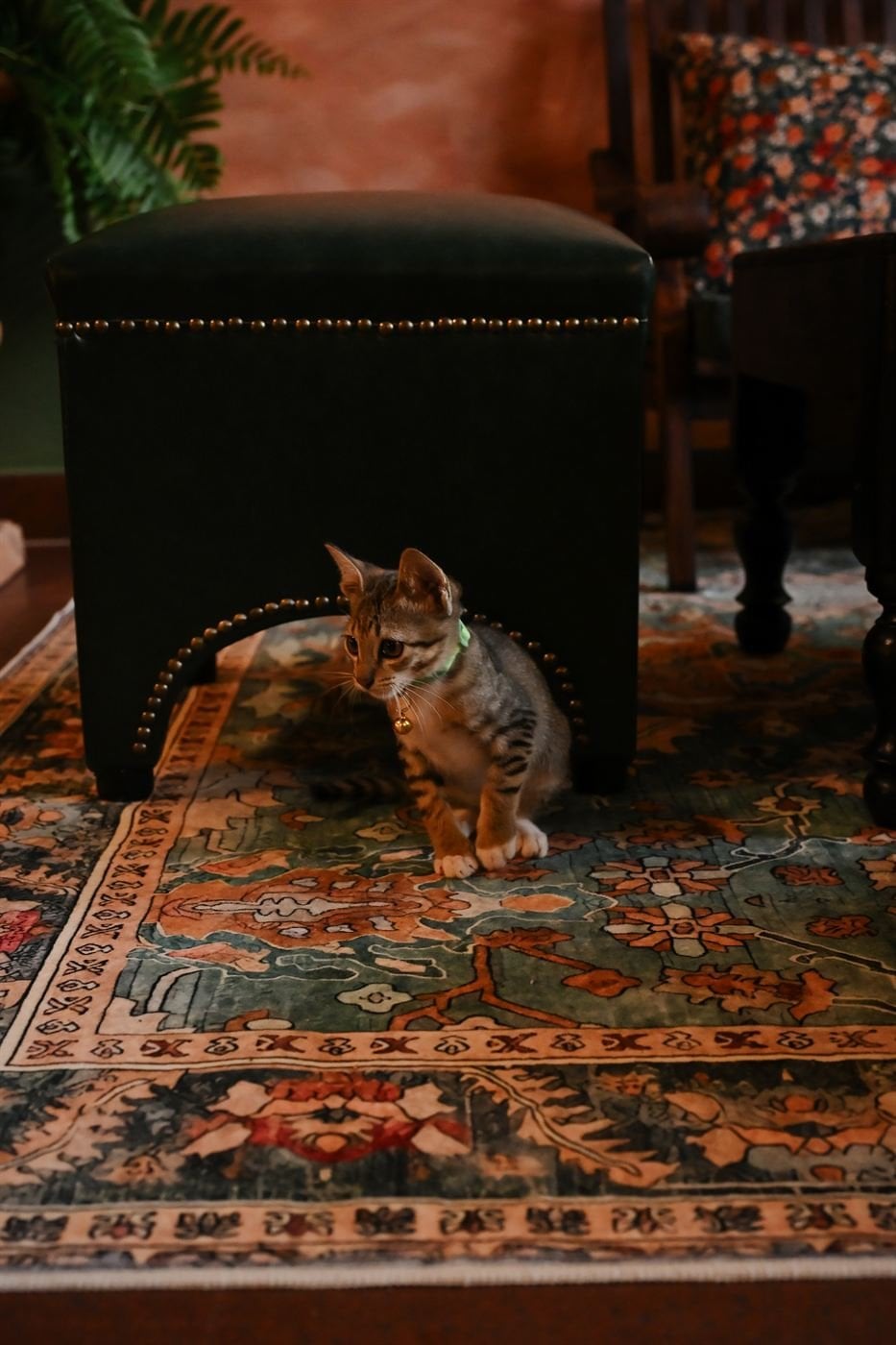 Kitten on the rug – Socialhouse Dalat