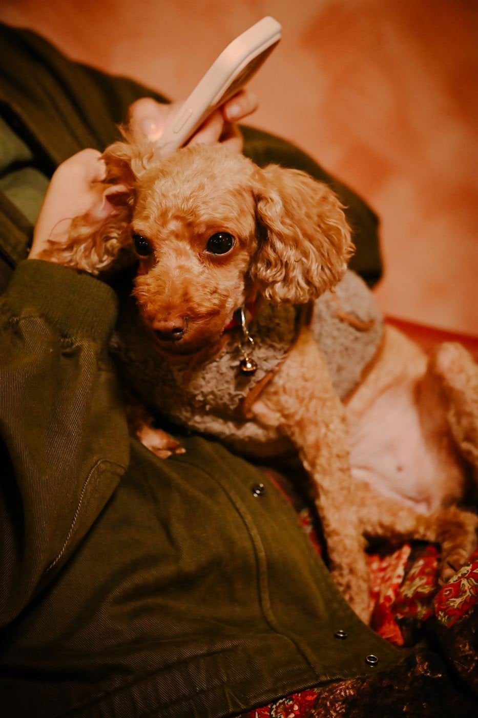 Poodle cuddle – Socialhouse Dalat