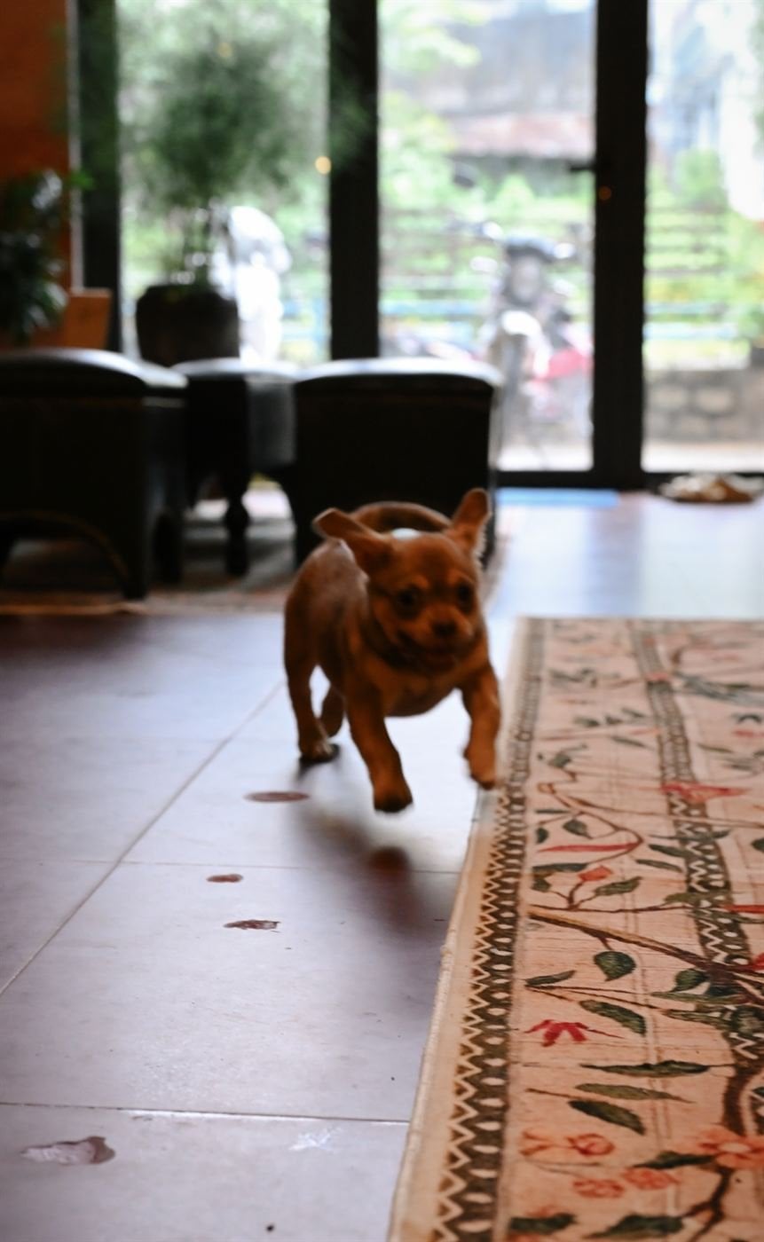 Puppy running – Socialhouse Dalat