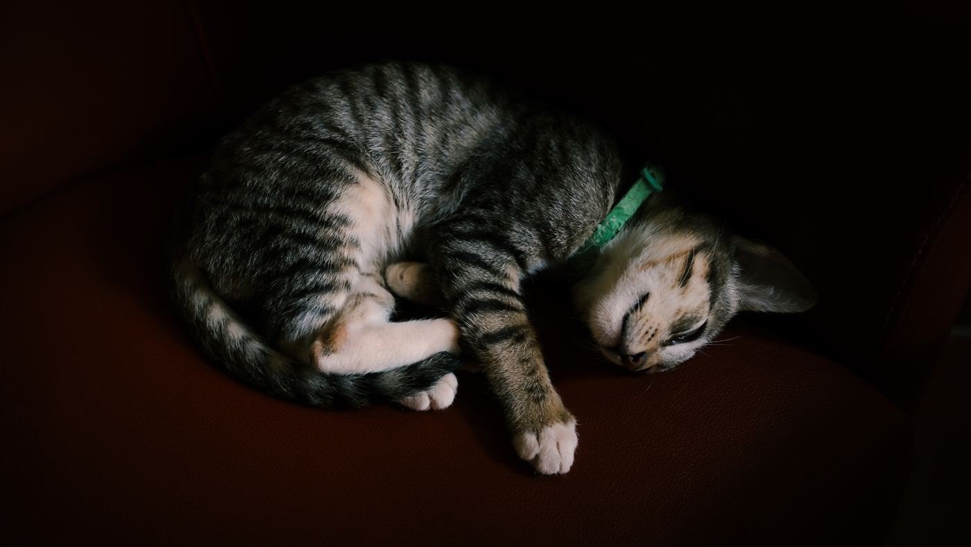 Sleeping kitten – Socialhouse Dalat