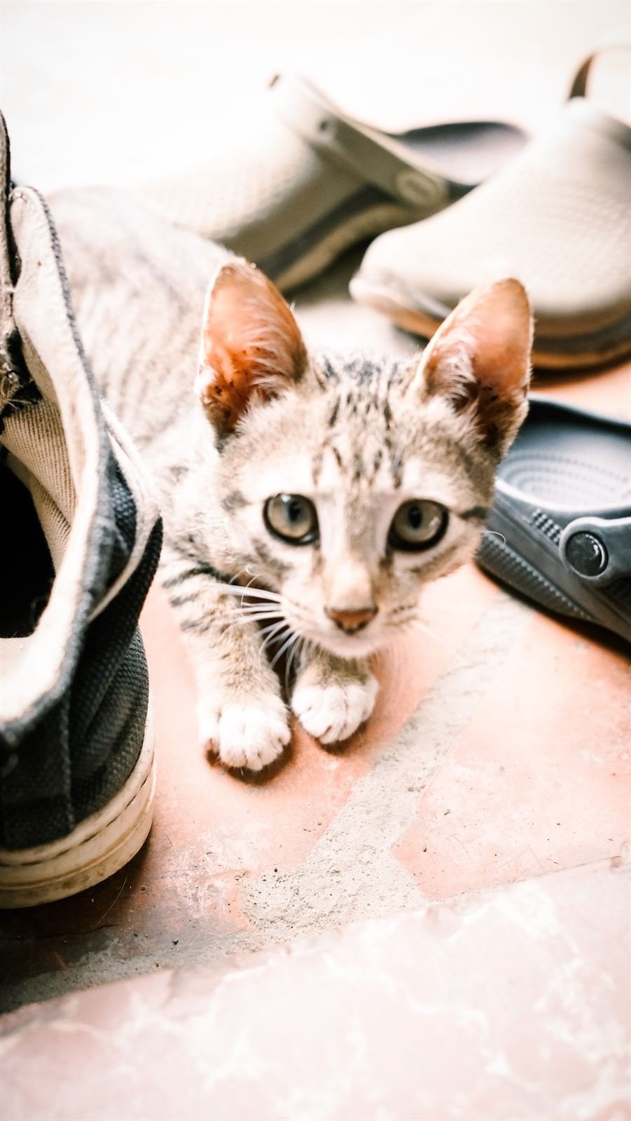 Socialhouse kitten – Socialhouse Dalat