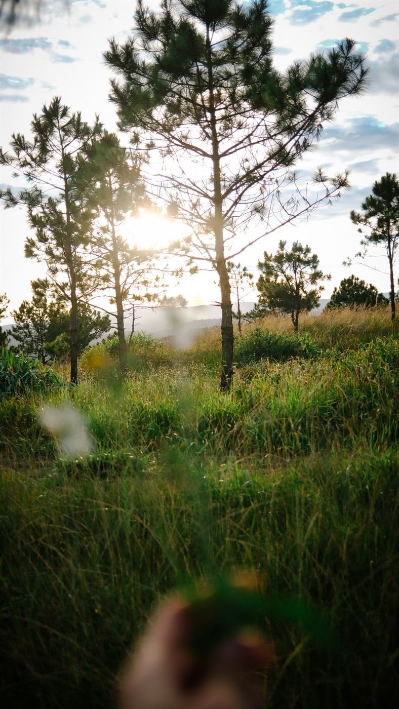 Sun through the pines – Socialhouse Dalat