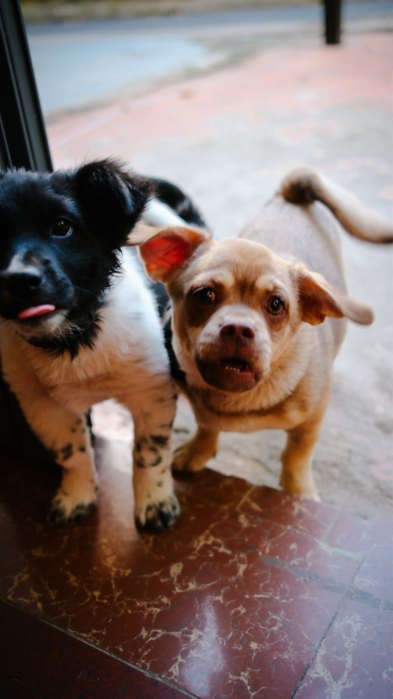 Our dogs – Socialhouse Dalat